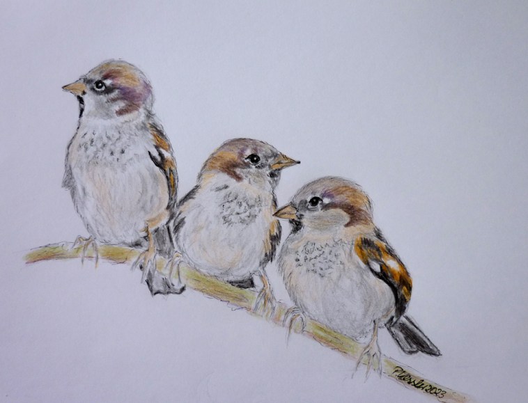 Drei kleine Spatzen